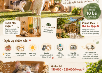 🐱 RESORT MÈO THỚI AN – QUẬN 12